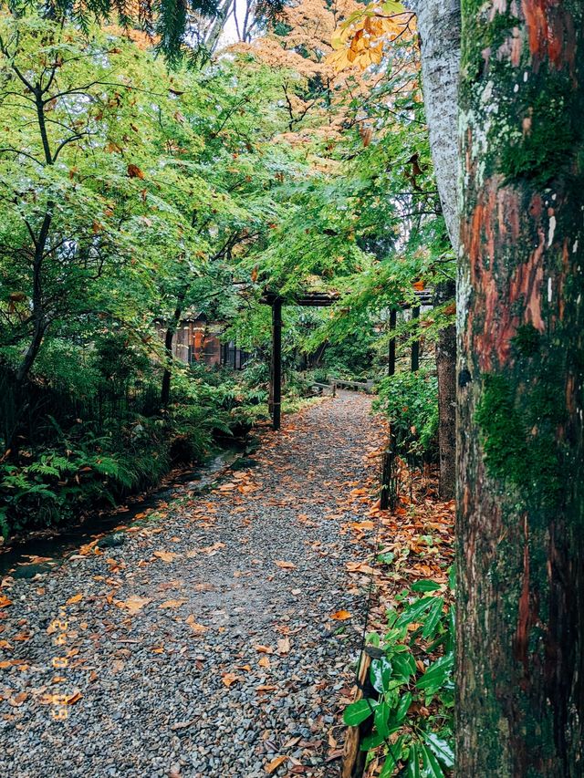 🇯🇵日本東北👣 秋田縣角館武家屋敷🍁