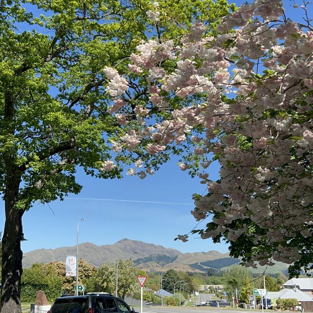 ニュージーランドで温泉に入れる？ハンマースプリングス🌸