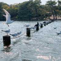💖福岡🇯🇵💖都会にあるオシャレな公園🦢大濠公園🌈