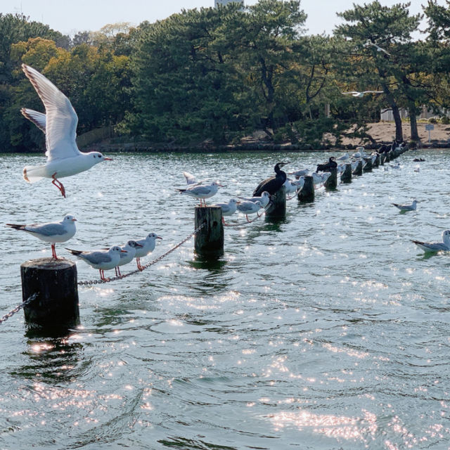 💖福岡🇯🇵💖都会にあるオシャレな公園🦢大濠公園🌈