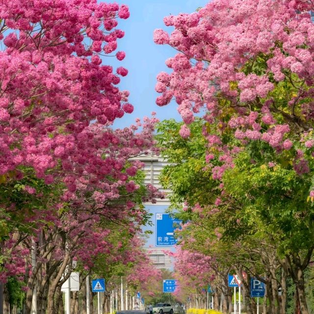 ✨深圳~公館南街~賞紫花風鈴木✨