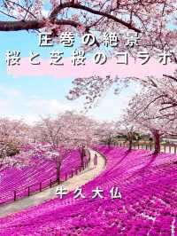 【茨城県】桜と芝桜のコラボレーションスポット