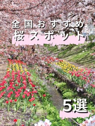 全国おすすめ桜スポット