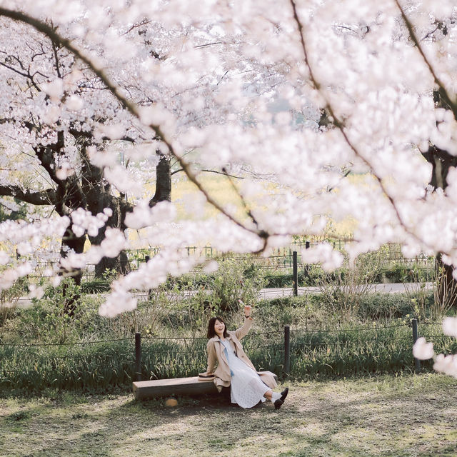 【埼玉】圧巻！1kmの桜並木🌸「県営権現堂公園」