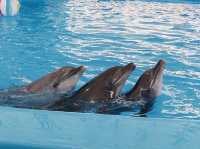 Dolphinarium Pattaya 