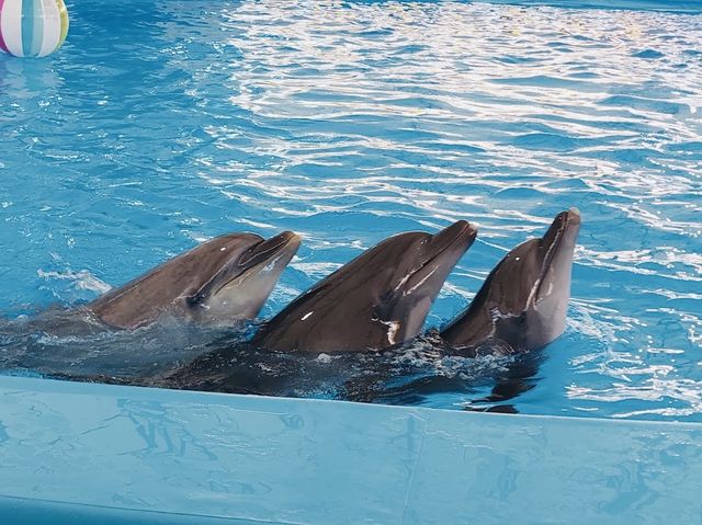 Dolphinarium Pattaya 