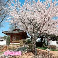 🌸숨은 벚꽃 명소, 메이필드 호텔🌸 