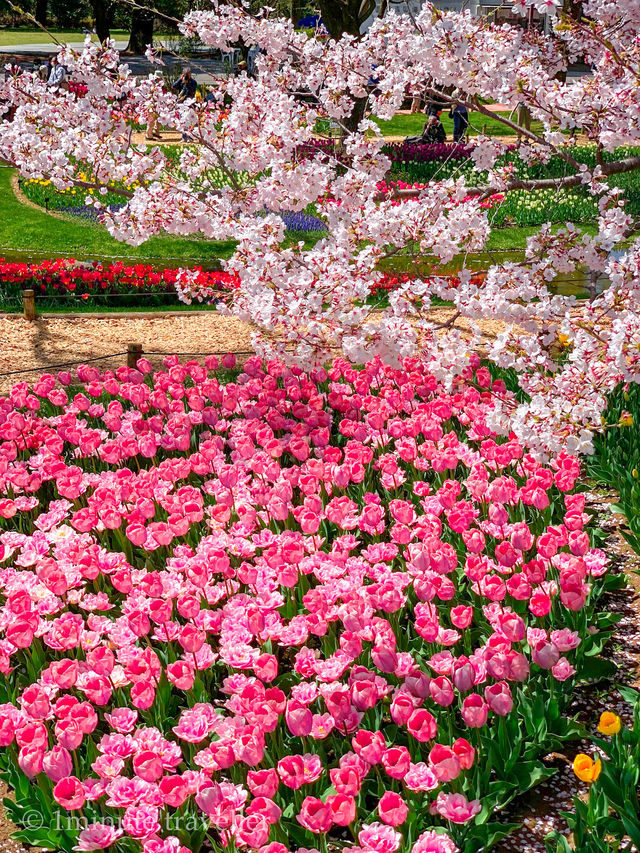 東京とは思えない桜とチューリップの幻想的な絶景、昭和記念公園