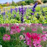【臺北景點】古亭河濱公園花海，最佳休閒好去處
