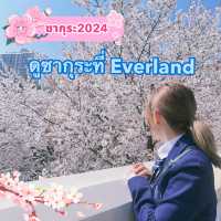 🌸Everland สวนสนุก🎡 ที่มีซากุระ🌸
