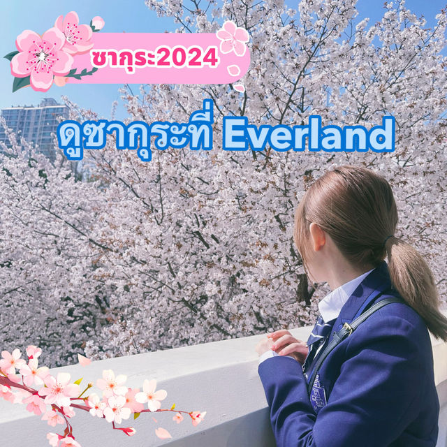 🌸Everland สวนสนุก🎡 ที่มีซากุระ🌸