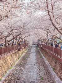 Yeojwacheon Stream จุดชมพ็อตกตเกาหลีกว่า 4 แสนต้น