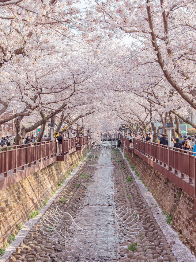 Yeojwacheon Stream จุดชมพ็อตกตเกาหลีกว่า 4 แสนต้น