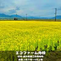 エコファーム舟枝