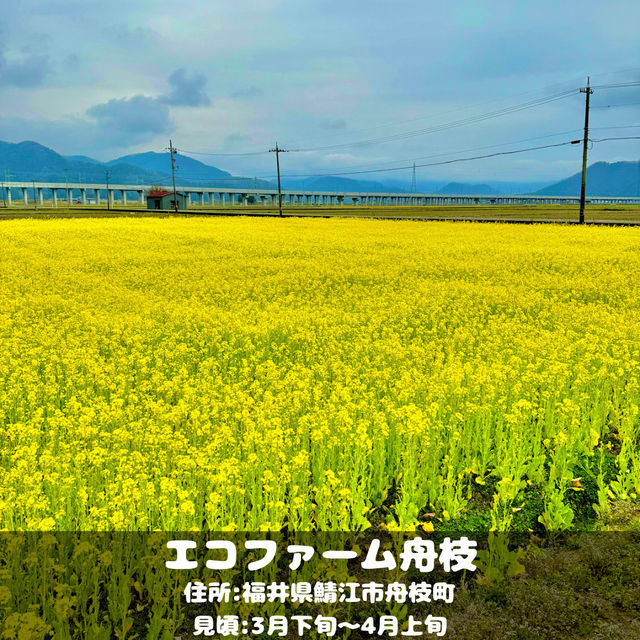 エコファーム舟枝