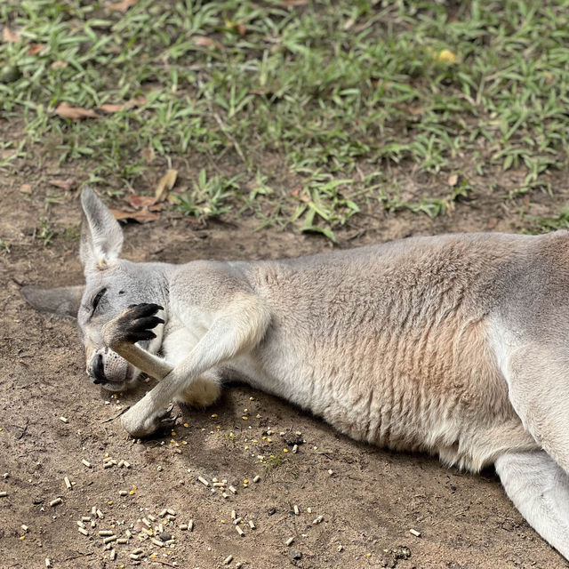 Trip to Australia zoo !!! 