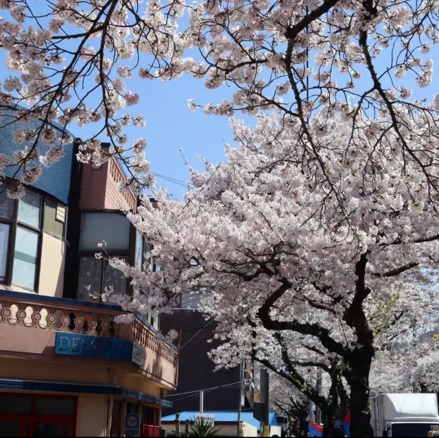 🌸 제주 벚꽃은 전농로 벚꽃