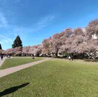 Cherry Blossoms in Seattle