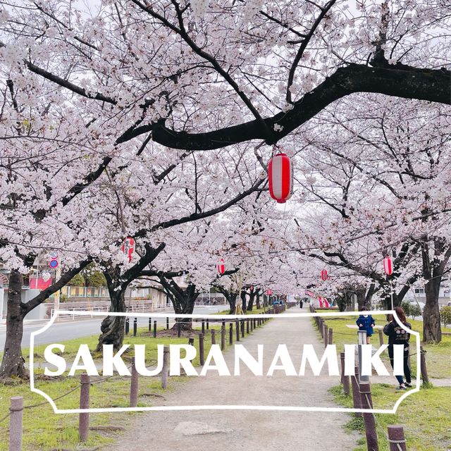 🌸พิกัดลับอุโมงค์ซากุระในฟุกุโอกะ🌸