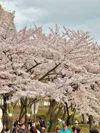 석촌호수 벚꽃축제 낮밤 너무 이뻐요🌸