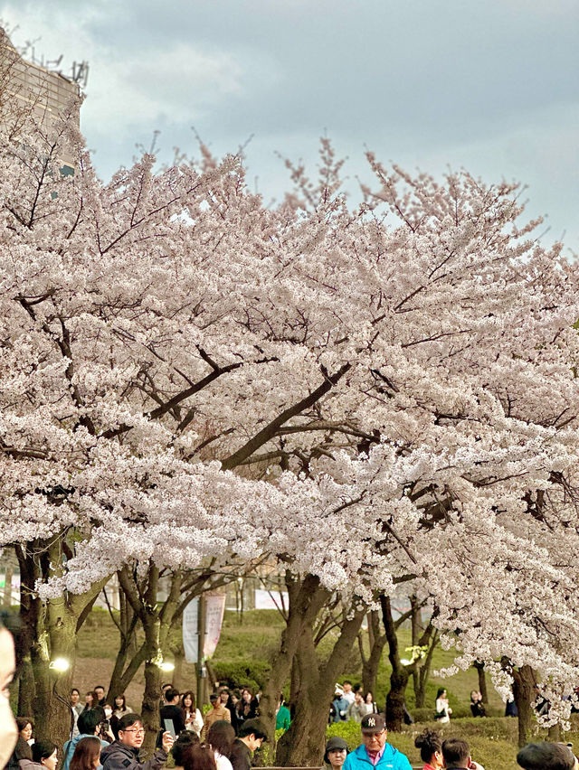 석촌호수 벚꽃축제 낮밤 너무 이뻐요🌸