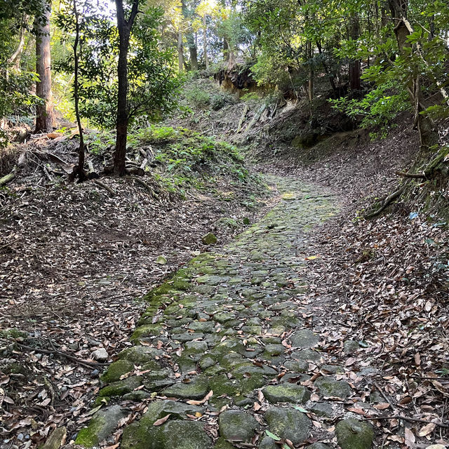 【世界遺産】春日山原始林　〜春日山遊歩道