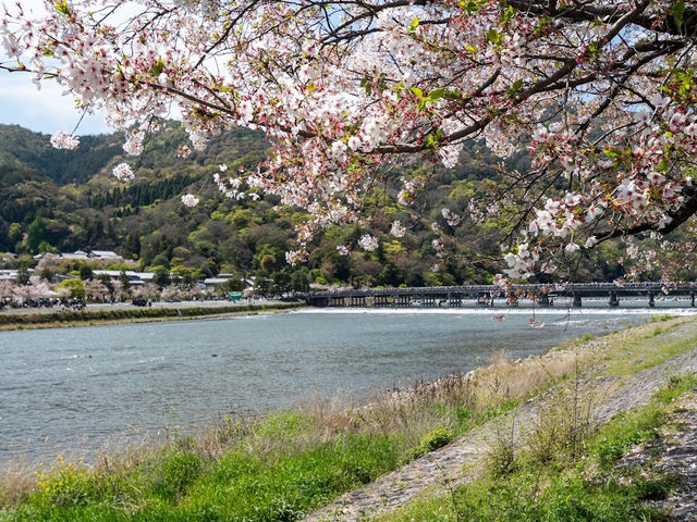 🌸京都嵐山渡月橋：櫻花盛開，春日京都的象徵