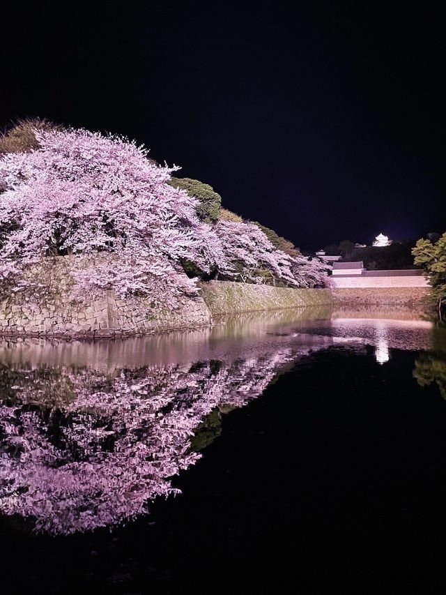 【滋賀】堀の水面に映るリフレクションが素敵すぎるお城の桜