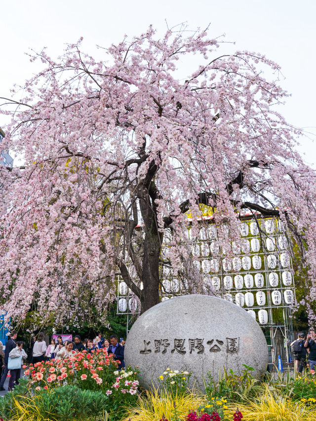 Cherry Blossom Season!