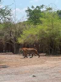 ขับรถชมสัตว์ต่างๆที่ซาฟารี พาร์ค🦓