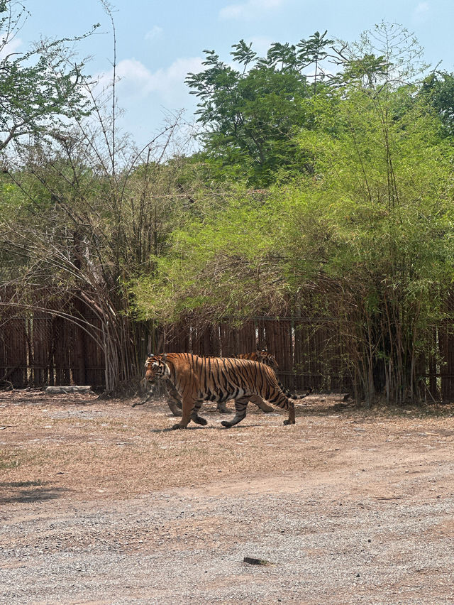 ขับรถชมสัตว์ต่างๆที่ซาฟารี พาร์ค🦓