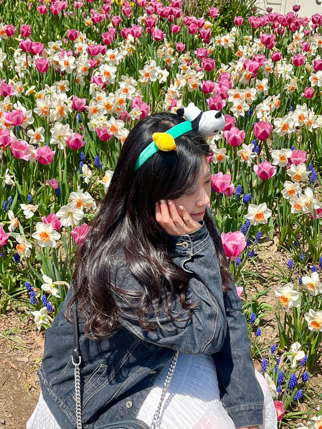 튤립 구경하러 이번 주말에는 용인 에버랜드로❤️