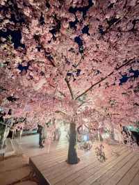 【東京】混雑回避!!ライトアップな河津桜を見に行こう🌸