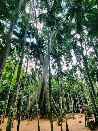 The Giant Tree