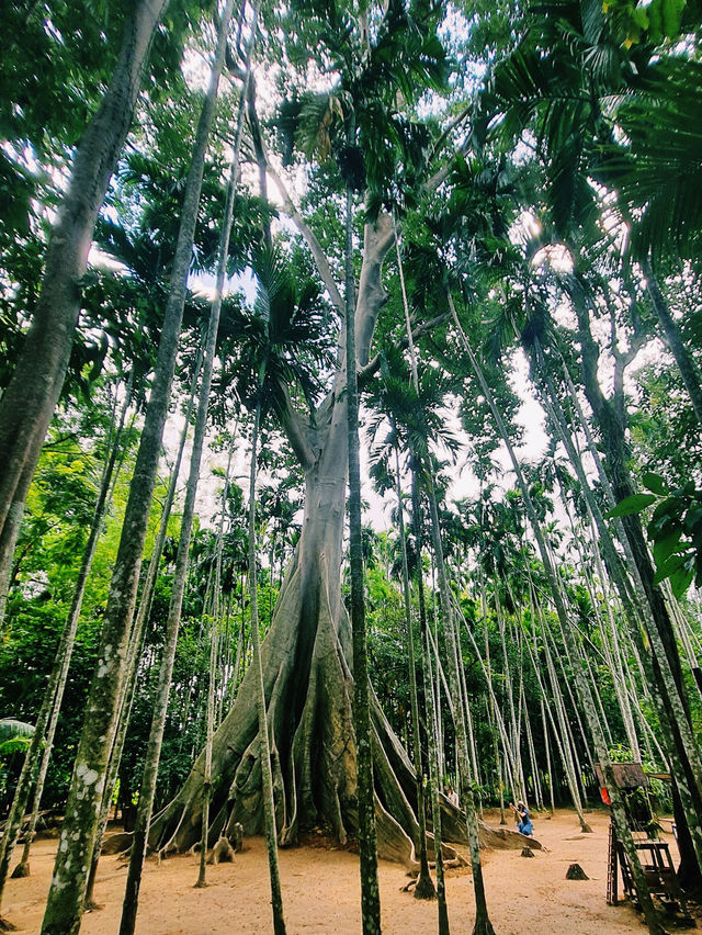 The Giant Tree