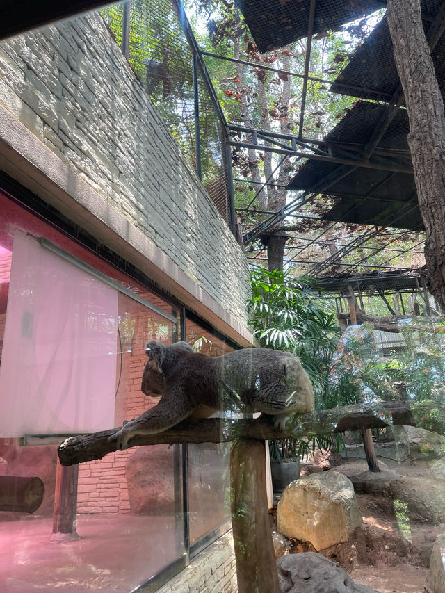 ไปดูสัตว์ที่สวนสัตว์เชียงใหม่