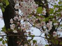 【首爾景點】「汝矣島公園」：首爾市中心清幽綠洲🌳，享受大自然，令人感到份外滿足‼️