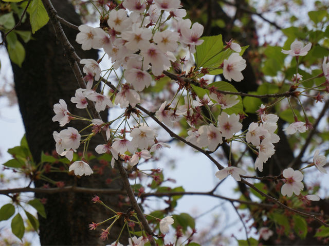 【首爾景點】「汝矣島公園」：首爾市中心清幽綠洲🌳，享受大自然，令人感到份外滿足‼️