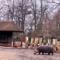 《丹麥🇩🇰 哥本哈根動物園 Copenhagen Zoo》 親子遊好去處
