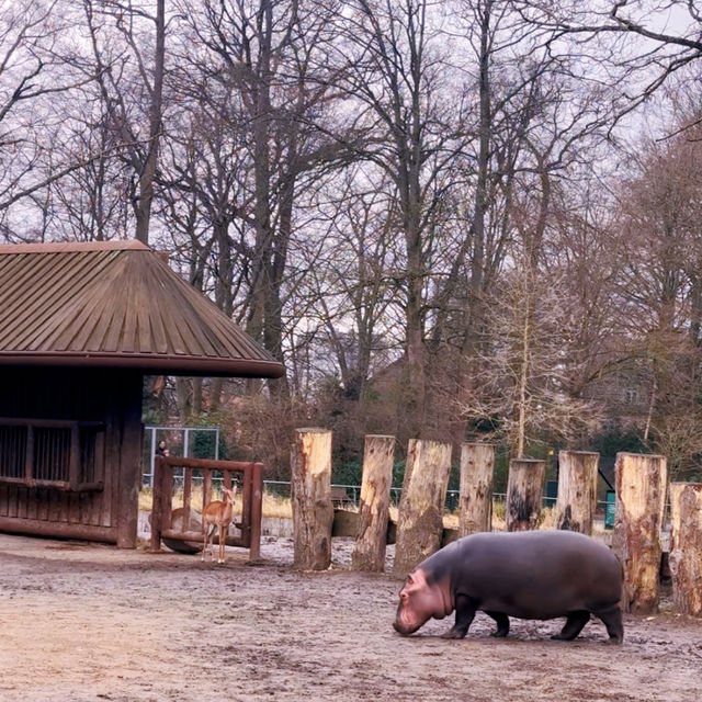 《丹麥🇩🇰 哥本哈根動物園 Copenhagen Zoo》 親子遊好去處