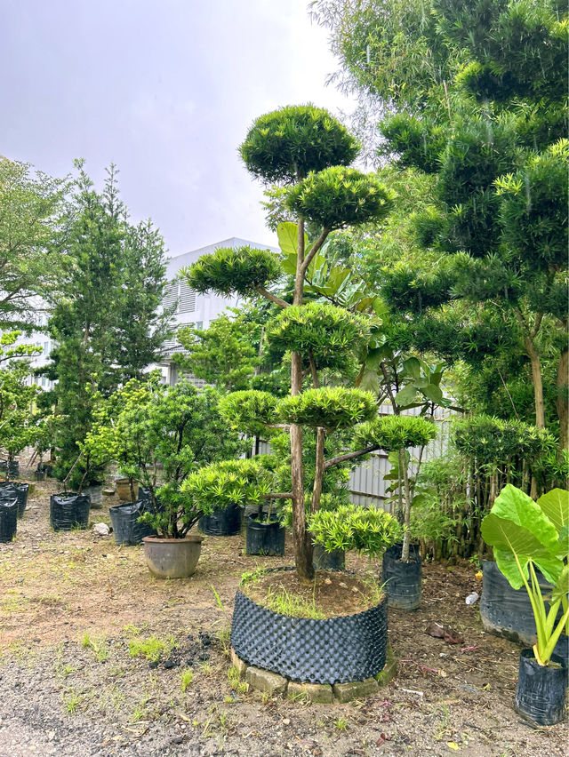 Why Choose AGRO Nursery?