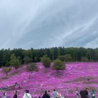Hokkaido 🌸Higashimokoto Shibazakura