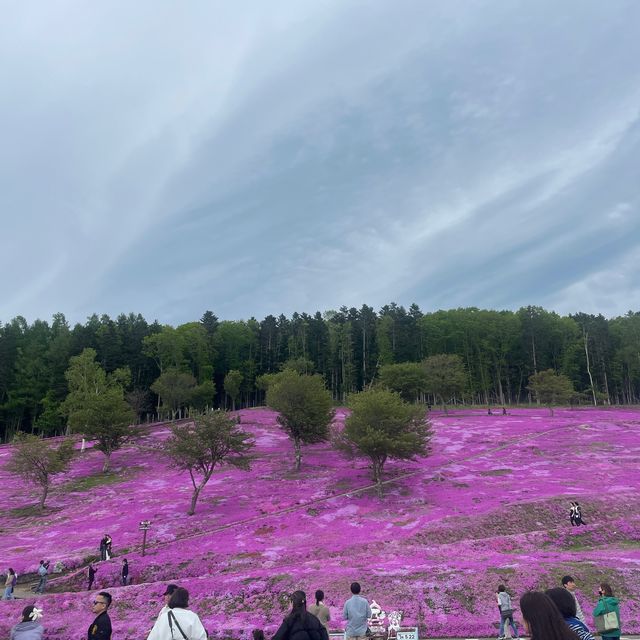 Hokkaido 🌸Higashimokoto Shibazakura
