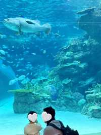 雨の日も暑い日もOK 水族館でひんやり過ごそう