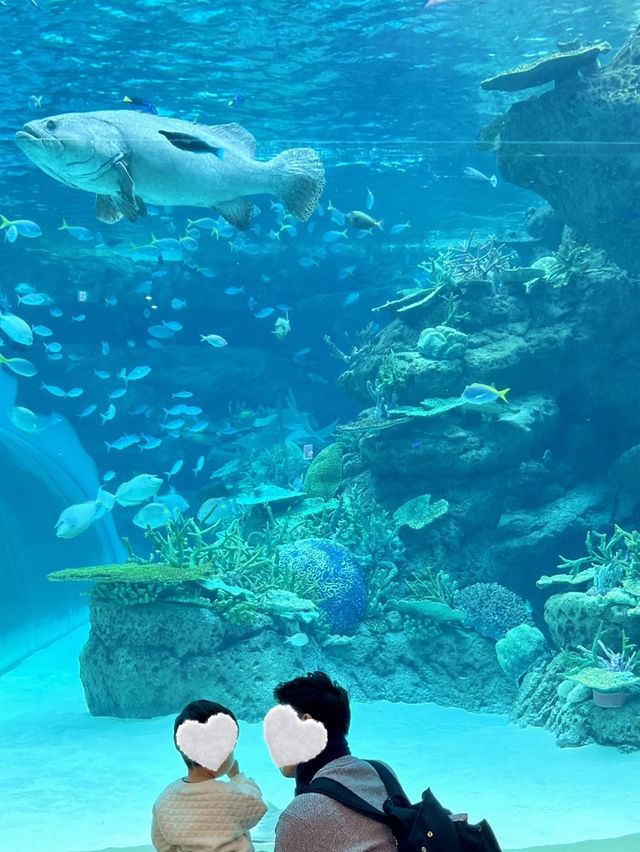 雨の日も暑い日もOK 水族館でひんやり過ごそう