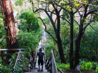 【アメリカ・サンフランシスコ】都会に佇む緑の小径🌳