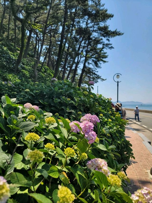 거제 수국 탑티어 저구항💜