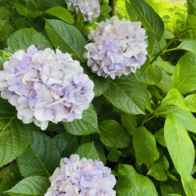 ชมไฮเดรนเยียที่Nagai Park โอซาก้า