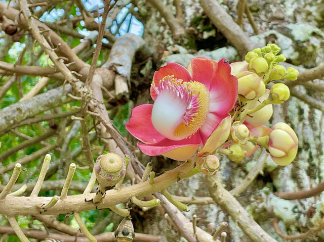 Penang Botanic Gardens is a serene experience🇲🇾