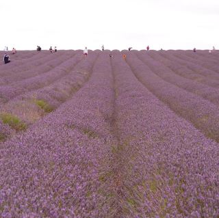 Hitchin (Lavender Farm)